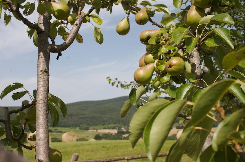 Agriturismo Collepina Amelia Esterno foto